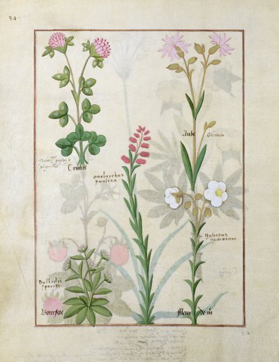 Roter Klee und Aube oben, Bellidis-Arten, Onobrychis und Hyssopus nemorum unten, Illustration aus 